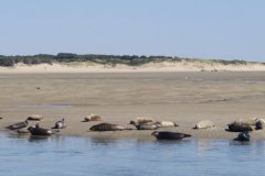 Les phoques de Berck